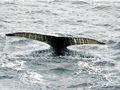 背包客买折扣票南极探险11天 走遍50多个国家
