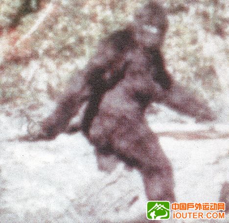 1967年罗杰·帕特森所拍录像的截图，所展现的动物据信就是传说中的大脚怪。