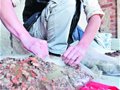 “驴友”登山挖出不明生物(图)