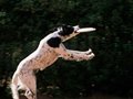 十运动适合与爱犬一起做 飞碟游泳无所不能(图)