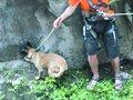 攀岩高手来解救被困悬崖小狗