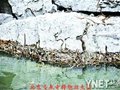 放生团龙庆峡放蛇　驴友担心被咬