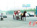 中州大道拍最牛骑行 欧式马车快车道上溜达