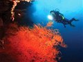 南宁女蛙人潜遍世界著名潜水圣地 曾教特警潜水