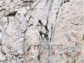 西安户外救援队70米峭壁速降苦练本领(图)