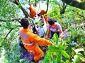 冒险爬梧桐八人遇险情