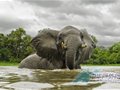 英国户外摄影师与野生象群共浴【组图】