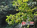 浏阳周洛野生桂花节开幕 或下月起建户外运动基地