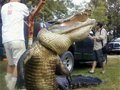 美青年用普通钓鱼竿钓起360公斤1.9米鳄鱼