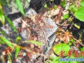 土虺蛇进入采食活跃期 提醒:登山时做好防护(图)