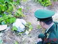 “驴友”登山发现受伤白狐 目前已得到救治