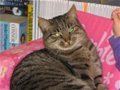澳大利亚猫咪独行3000多公里穿越沙漠返回旧居(图)