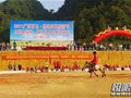 2011广西首次举办矮马马术比赛