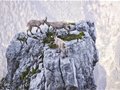 外国摄影师拍到勇敢山羊3000米巅峰对决