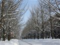 北海道各滑雪场为吸引中国游客 聘请大量中文教练