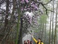 “2012中国炎陵云锦杜鹃花户外旅游节”13日开幕