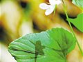 长春一户外达人用植物拍出“哪吒闹海”